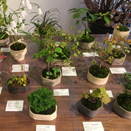 榊麻美植物研究所展「植物のある暮らし」開催中です。